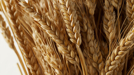 Poster - Close up of barley grains for agricultural and culinary design