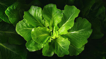 Poster - Fresh romaine lettuce head on dark background for culinary and nutrition concepts
