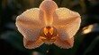 © Dece Std - Peach orchid blossom, glistening with morning dew, backlit by sunlight