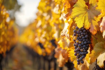 Poster - A bunch of fresh grapes hanging from a vine