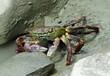 © Nina - a colorful purple rock crab  coming out from his hiding place under a rock on the tongaporutu coastline on a  summer day  south of moaku, on west coast of north island of new zealand