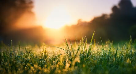 Aufkleber - Dewy grass glistens warmly in the soft light of dawn or dusk.  Blurred trees create a tranquil backdrop to the close-up nature scene.