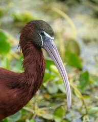 Wall Mural - glossy ibis