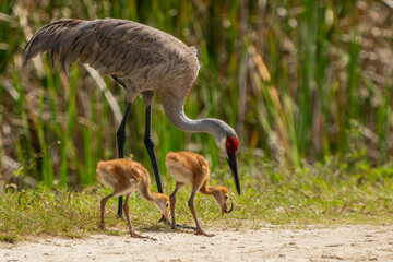 Wall Mural - sandhill crane parent with two colts