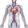 © adebaguspr - Human arterial system anatomy isolated on white background highlighting main arteries in the body