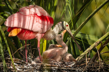 Wall Mural - a roseate spoonbill parent with babies in a nest