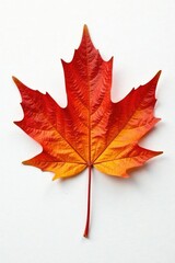 Wall Mural - Single large maple leaf isolated on white paper, leaf, nature