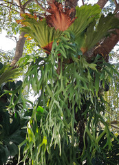 staghorn fern on the tree