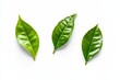 © ASIH - Fresh green tea leaves.  Three vibrant, healthy tea leaves, isolated on a plain white background, showcasing their fresh, bright green color and detailed texture