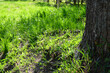 © Irina - Close-up view of a tree trunk and the surrounding lush green grass in a sunlit forest