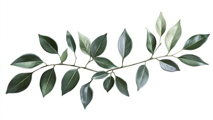 Naklejka na meble A lush branch with vibrant leaves