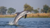 A Ganges river dolphin leaping out of the water, its curved body shimmering in the sun.