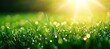 © nayemur - dew-kissed blades of vibrant green grass glistening in the warm golden sunlight at dawn or dusk