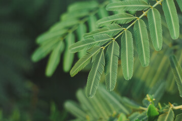 close-up of a tree with bright green leaves. The leaves stand out very much in the photo, while the background is blurred, making the tree the centerpiece.
