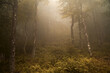 © thomas - Une forêt dense est enveloppée d'une épaisse brume matinale, créant une atmosphère mystérieuse et énigmatique. Les troncs des arbres se perdent dans le brouillard.