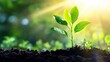 © alphaonetwo - Growth's Gentle Embrace: A young sprout emerges from the rich earth, reaching for the sun, its vibrant green leaves illuminated by golden light, symbolizing new beginnings, growth and vitality.