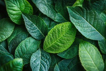 Poster - A beautiful collection of lush green leaves with varied shades