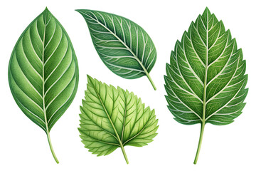 Wall Mural - green leaves isolated on white background