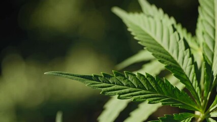 Poster - Close-up of vibrant green cannabis leaf in natural sunlight. Herbal health concept