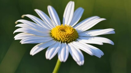 Aufkleber - Single white daisy in sunlight with blurred green background. Nature and purity concept