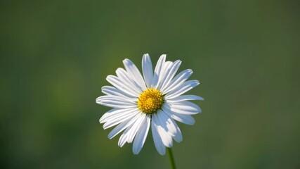 Aufkleber - White daisy in sunlight with green blurred background. Nature and tranquility concept