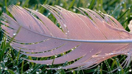 Poster - Close-up of delicate pink feather on dewy grass at sunrise. Nature tranquility concept
