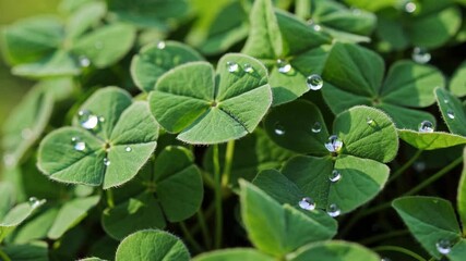 Poster - Green clover leaves with dew drops in sunlight, close-up view. Nature freshness concept