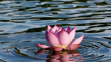 Poster - Pink lotus flower on rippled water surface in sunlight. Peace and tranquility concept