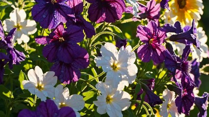 Poster - Vibrant garden with purple and white flowers in sunlight, flowerbed beauty concept