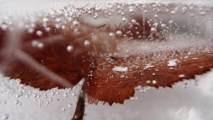 Poster - Close up shot of a leaf frozen in ice with cracks and air bubbles