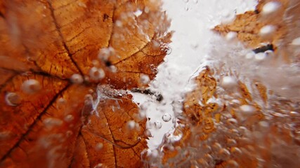 Poster - Water and air bubbles rise in a melting block of ice in front of an enclosed leaf, illustrating global warming