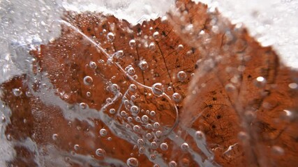 Poster - Close up shot of a leaf frozen in ice with cracks and air bubbles