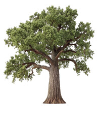 Aufkleber - a leafy tree with a trunk, many branches and leaves. 