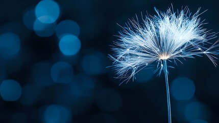 Poster - Delicate dandelion seed head glowing against dark blue bokeh background, ethereal nature macro photography capturing fragile beauty and peaceful serenity.