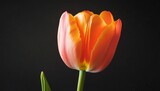 Close-up orange tulip against black backdrop