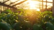 © Nadiatul - greenhouse vegetable production