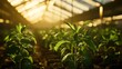 © Nadiatul - greenhouse vegetable production