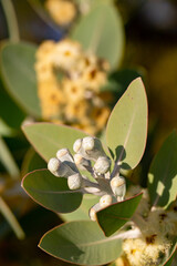 Mallee flowers, leaves, and seedpods