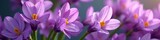 Beautiful purple freesia flowers in a vibrant spring bouquet, flowers, freesia, spring