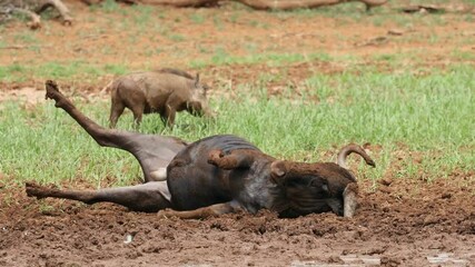 Wall Mural - a blue wildebeest (connochaetes taurinus) playing in mud, mokala national park, south africa