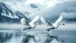 © Creations Photo  - Swan Family Gliding Gracefully on a Lake