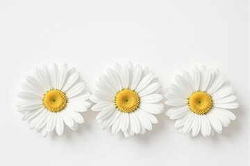 Poster - Three white daisies with yellow centers on a clean white background.