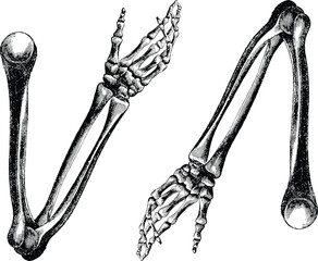 vintage anatomy vector illustration with detailed hand-drawn style. high-quality and scalable design