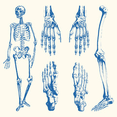 vintage anatomy vector illustration with detailed hand-drawn style. high-quality and scalable design
