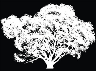 Wall Mural - single black high oak silhouette isolated on black