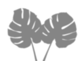 Poster - Transparent overlay shadow effect of tropical monstera leaves