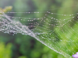 spider web in the morning dew