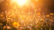 © MST. Anjumanara - Golden field of daisies bathed in warm sunlight during golden hour with bokeh background