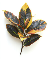 Wall Mural - Colorful croton leaves isolated on white background