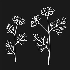 Wall Mural - Set of chamomile. Hand drawn vector illustration in outline style.